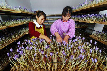 藏红花种球怎么种，土壤透气性和种球尺寸很关键！