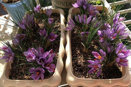 藏红花种球怎么种，土壤透气性和种球尺寸很关键！