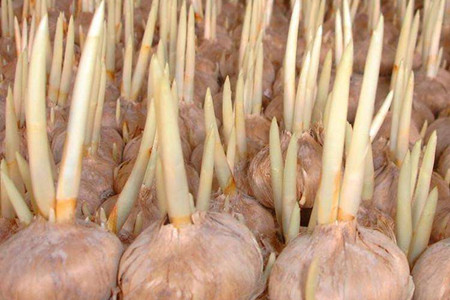 藏红花种球怎么种，土壤透气性和种球尺寸很关键！