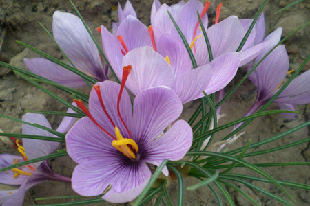 藏红花种球怎么种，土壤透气性和种球尺寸很关键！