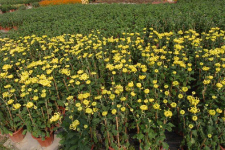 菊花苗的种植办法，清明前后扦插成活率高！