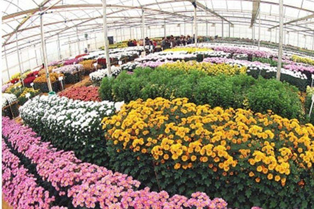 菊花苗的种植办法，清明前后扦插成活率高！