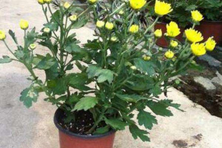 菊花苗的种植办法，清明前后扦插成活率高！