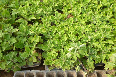 菊花苗的种植办法，清明前后扦插成活率高！