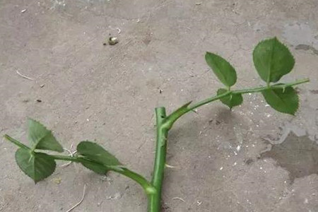 月季扦插最简单办法