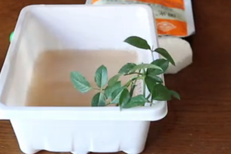 月季扦插最简单办法