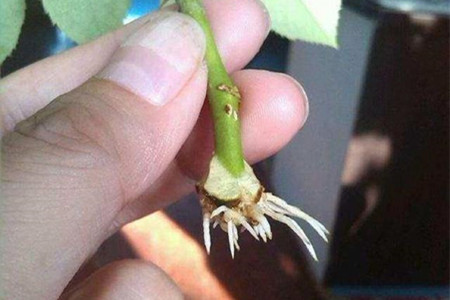 月季扦插最简单办法