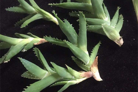 芦荟繁殖办法图解，扦插和分株学起来！