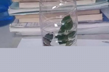 月季扦插最简单办法