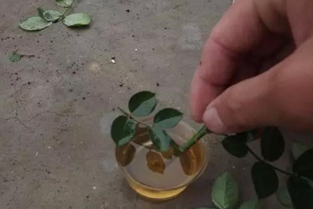 月季扦插最简单办法