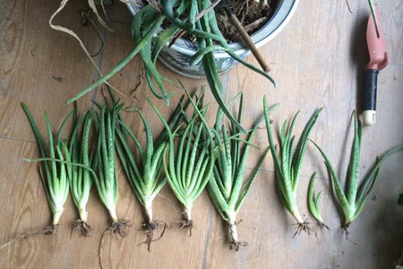 芦荟繁殖办法图解，扦插和分株学起来！