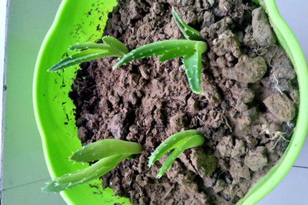 芦荟繁殖办法图解，扦插和分株学起来！