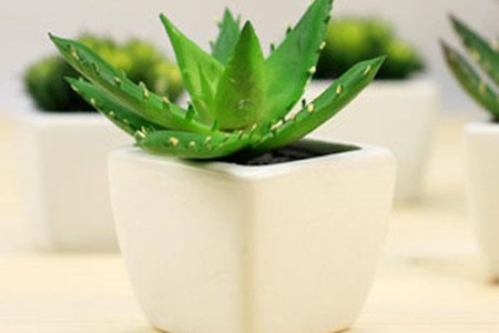 芦荟繁殖办法图解，扦插和分株学起来！