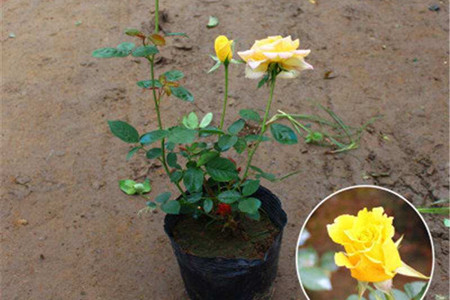阳台蔷薇花的种植办法