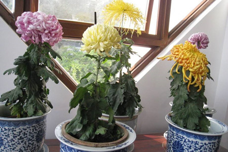 盆栽菊花怎么养
