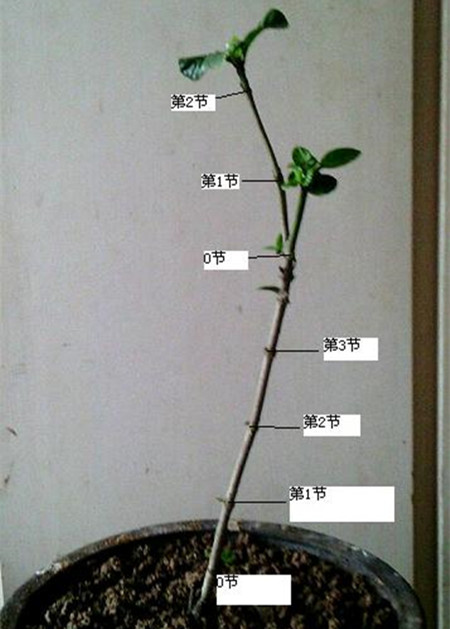 怎么养栀子花盆栽