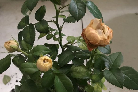 盆栽玫瑰花叶子发黄解决办法，紧急处理速效得救！