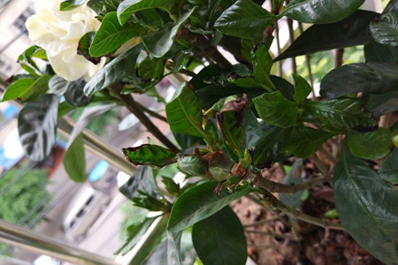 栀子花花骨朵发黑掉落解决办法