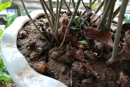 栀子花花骨朵发黑掉落解决办法
