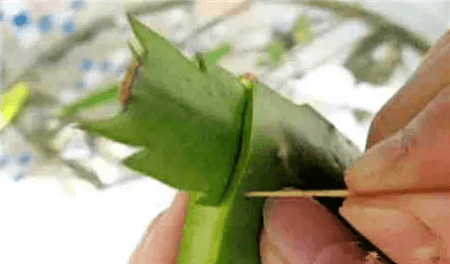 蟹爪兰的嫁接办法
