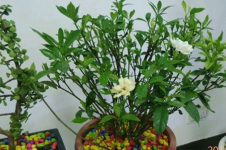 栀子花花骨朵发黑掉落解决办法