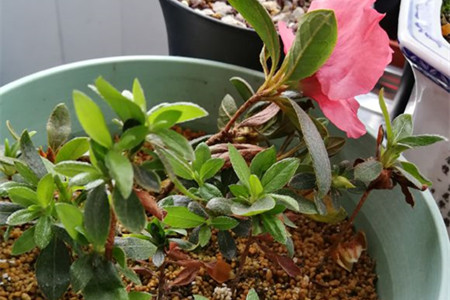 杜鹃花怎么繁殖