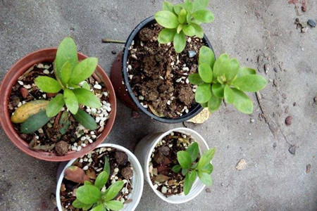杜鹃花怎么繁殖