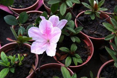 杜鹃花怎么繁殖