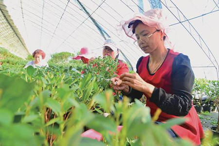 杜鹃花怎么繁殖