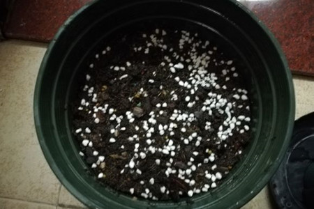 向日葵种植办法，种子圆头在上轻松长出小苗！