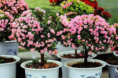 杜鹃花怎么播种