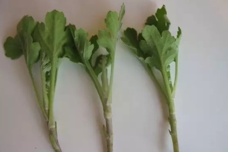 菊花的扦插办法
