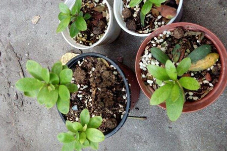 杜鹃花怎么播种