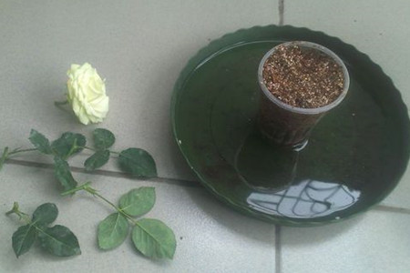 月季花的扦插办法，懒人必备的高生根率扦插！
