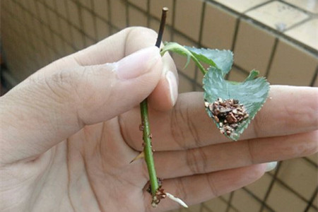 月季花的扦插办法，懒人必备的高生根率扦插！