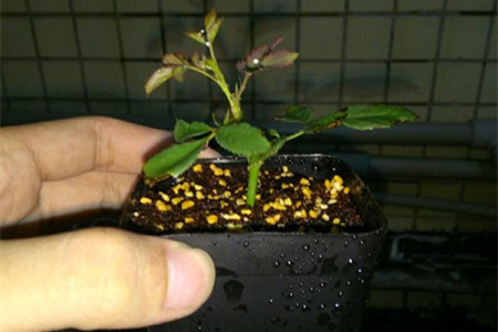 月季花的扦插办法，懒人必备的高生根率扦插！