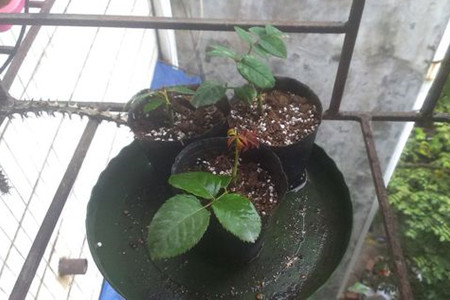 月季花的扦插办法，懒人必备的高生根率扦插！