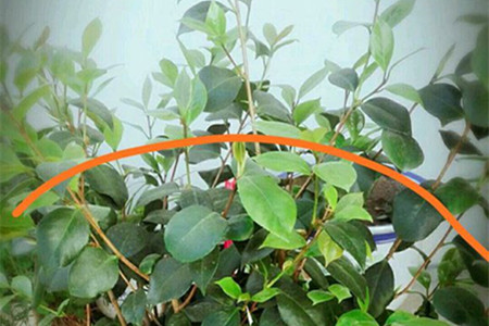 茶花几月份修剪最好
