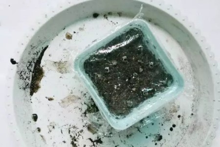 满天星的播种办法