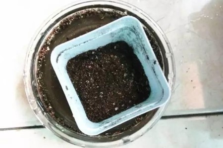 满天星的播种办法