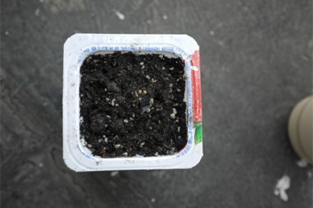 满天星的播种办法