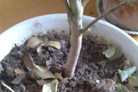 茶花叶子掉光了能活吗
