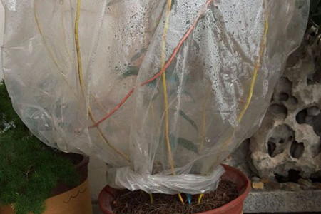 茶花叶子掉光了能活吗