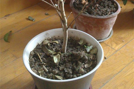 茶花叶子掉光了能活吗
