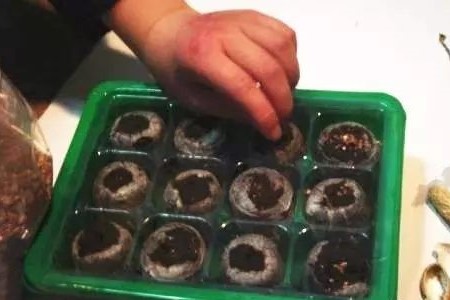天竺葵的播种办法