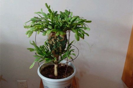 蟹爪兰怎么换盆