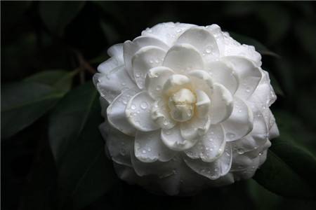 茶花夏天怎么浇水