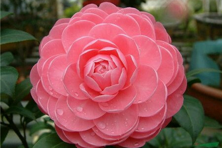 茶花夏天怎么浇水