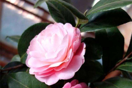 茶花热天怎么养