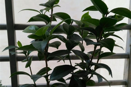 茶花热天怎么养